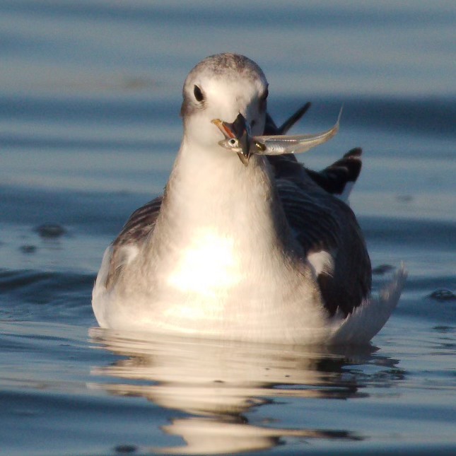 Sabine's Gull - ML629092748