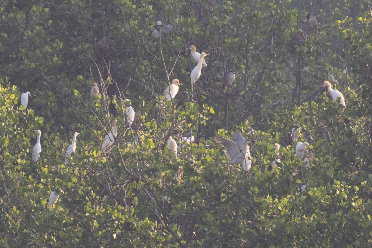 Eastern Cattle-Egret - ML629092817