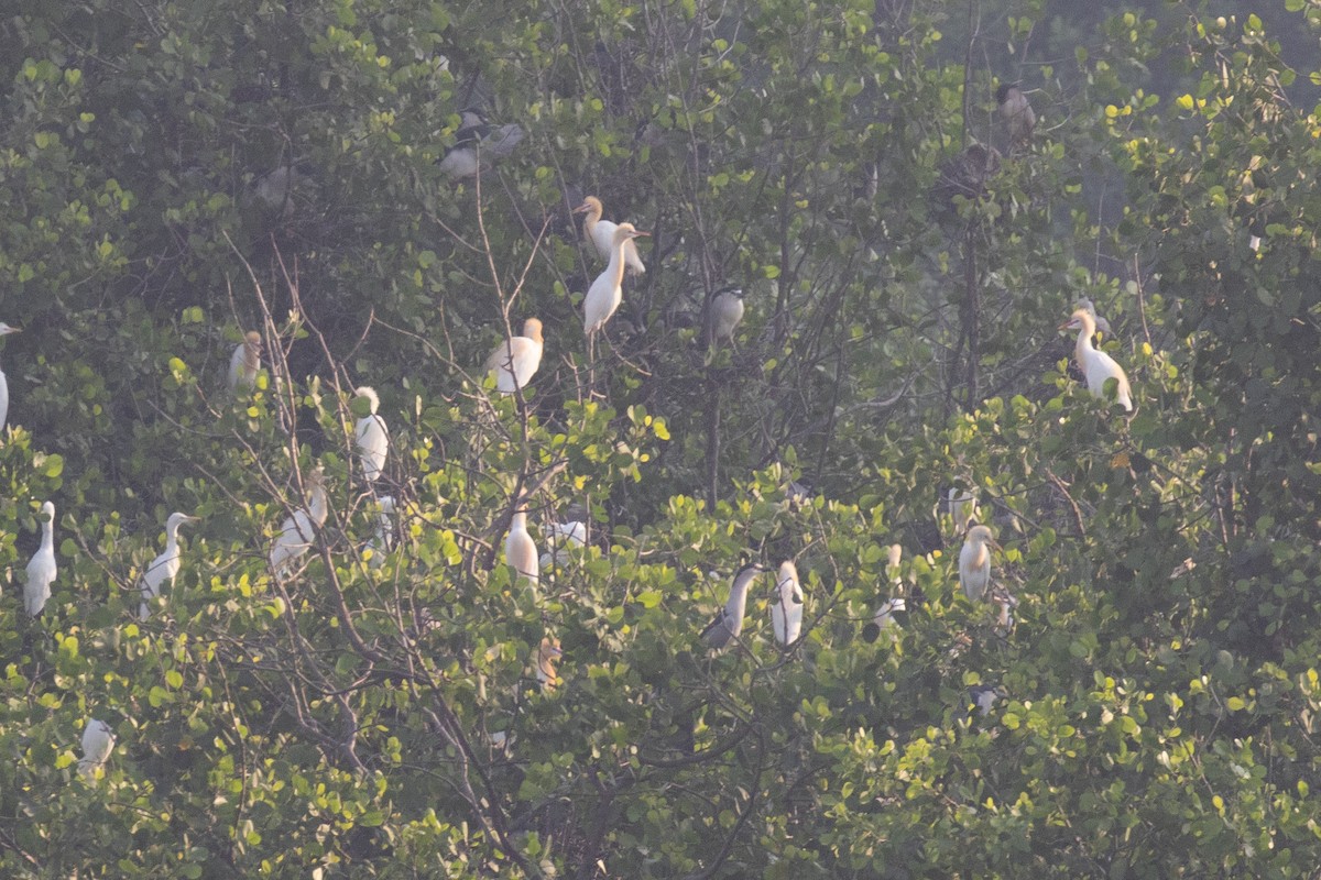 Eastern Cattle-Egret - ML629092818