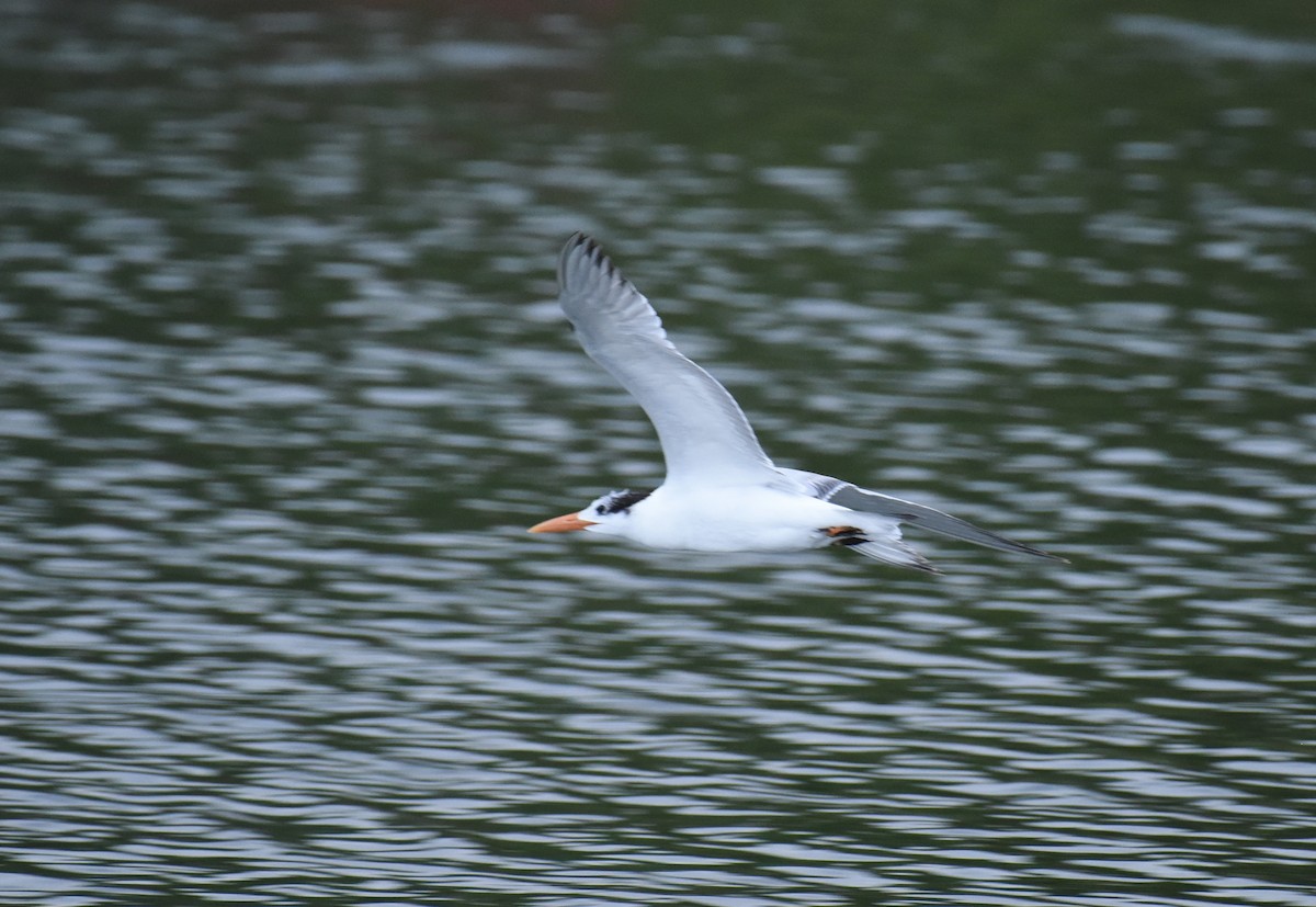 Royal Tern - ML629092945