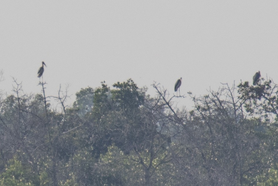 Lesser Adjutant - ML629092948