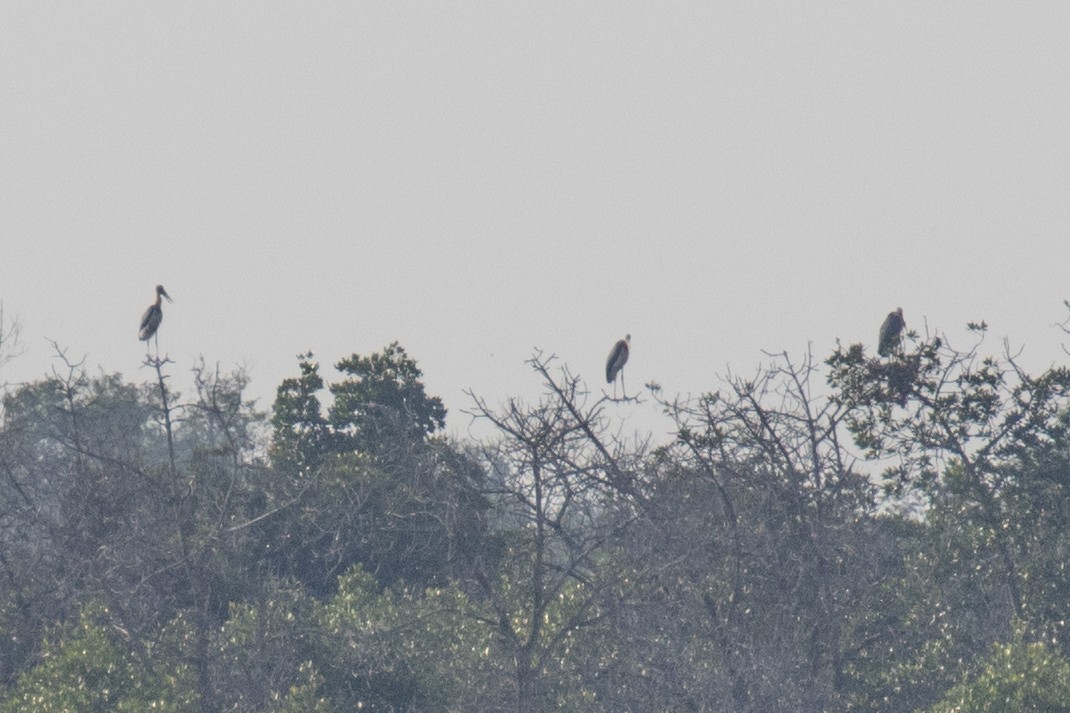 Lesser Adjutant - ML629092949