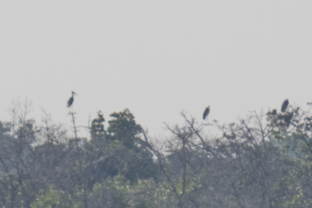 Lesser Adjutant - ML629092950