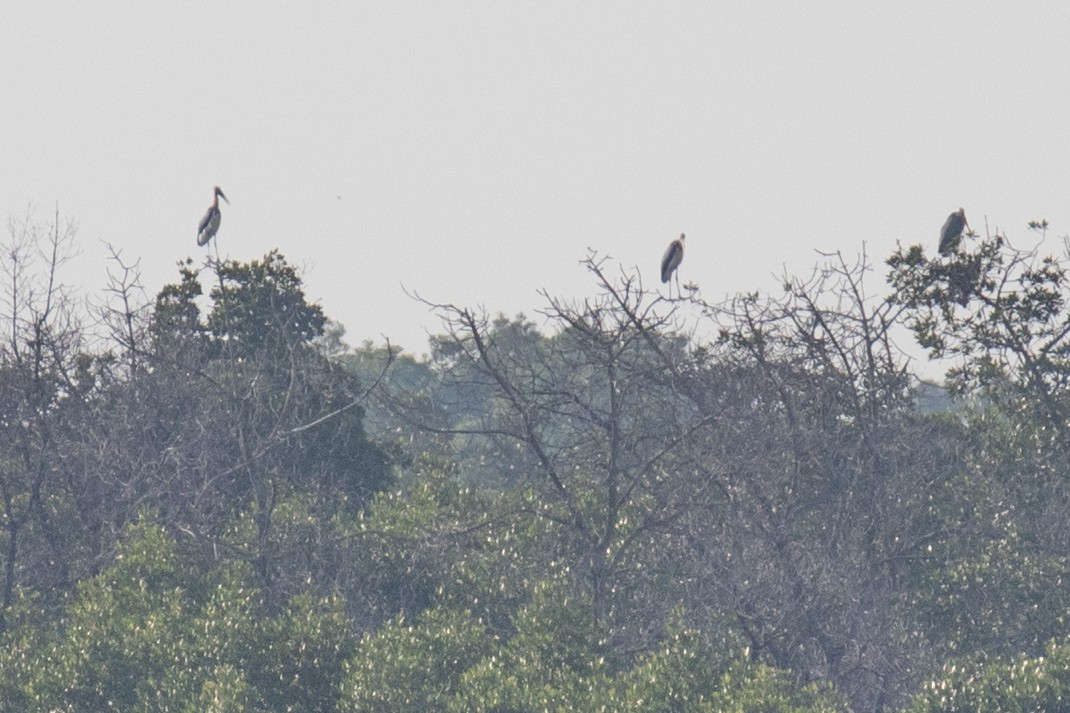 Lesser Adjutant - ML629092952