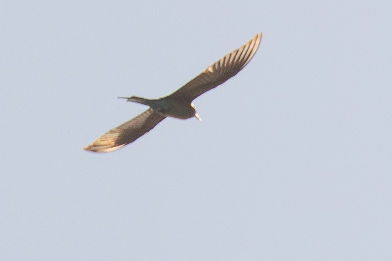 Blue-tailed Bee-eater - ML629092962