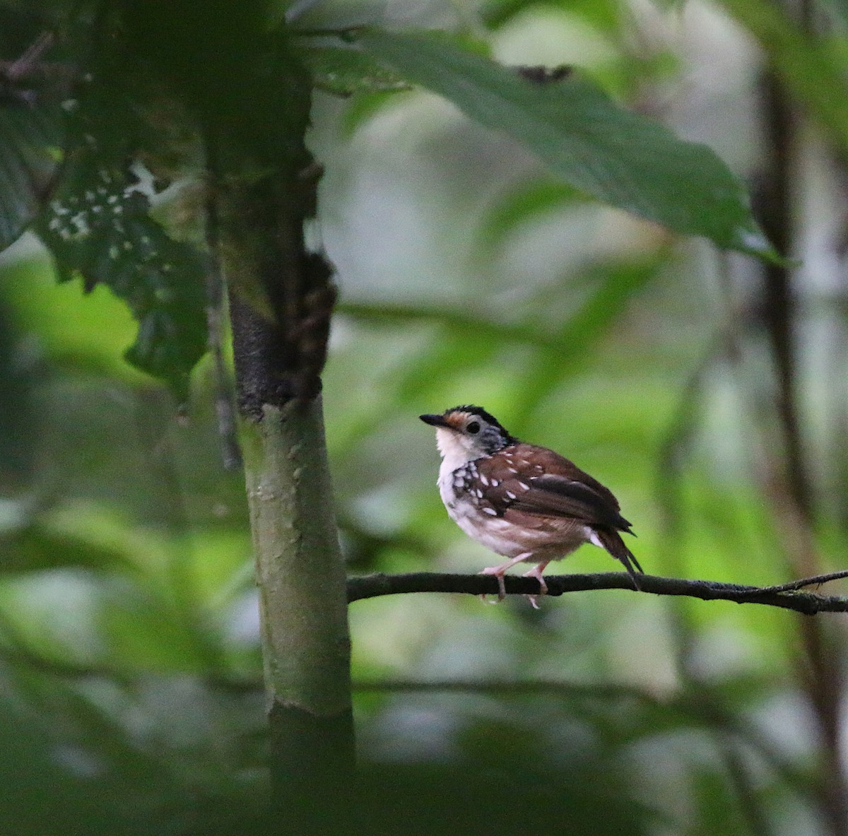 Striped Wren-Babbler - ML629092971