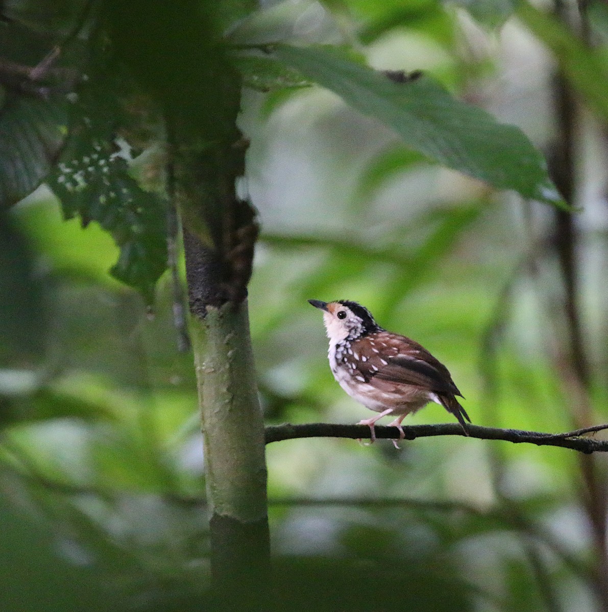 Striped Wren-Babbler - ML629092972