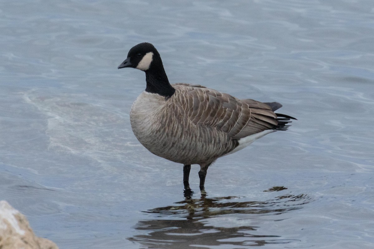 Cackling Goose - ML629093043