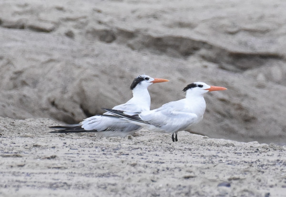 Royal Tern - ML629093047