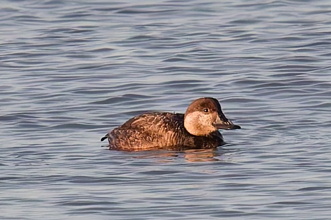 Black Scoter - ML629093074