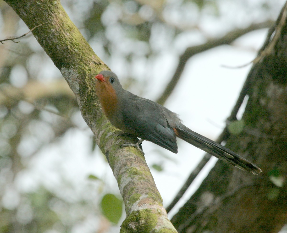 Red-billed Malkoha - ML629093104