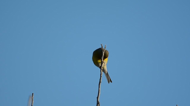 カナリア - ML629093118