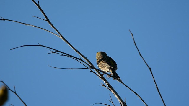 カナリア - ML629093119