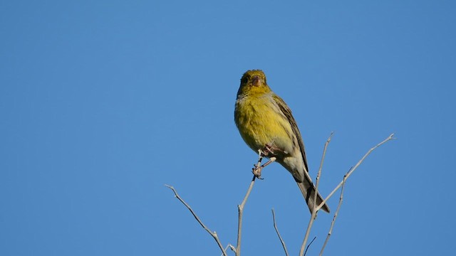 カナリア - ML629093131