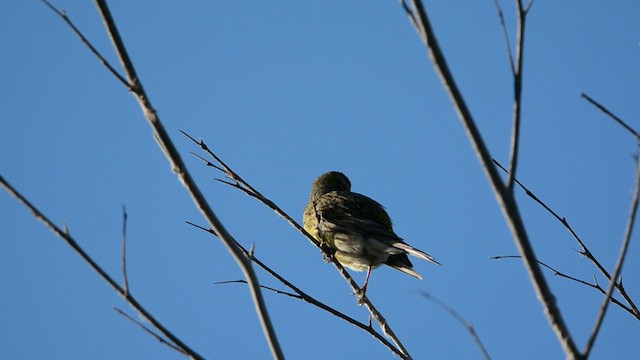 カナリア - ML629093132