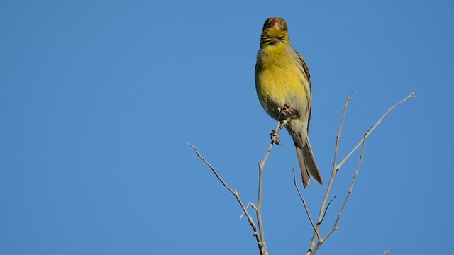 カナリア - ML629093133