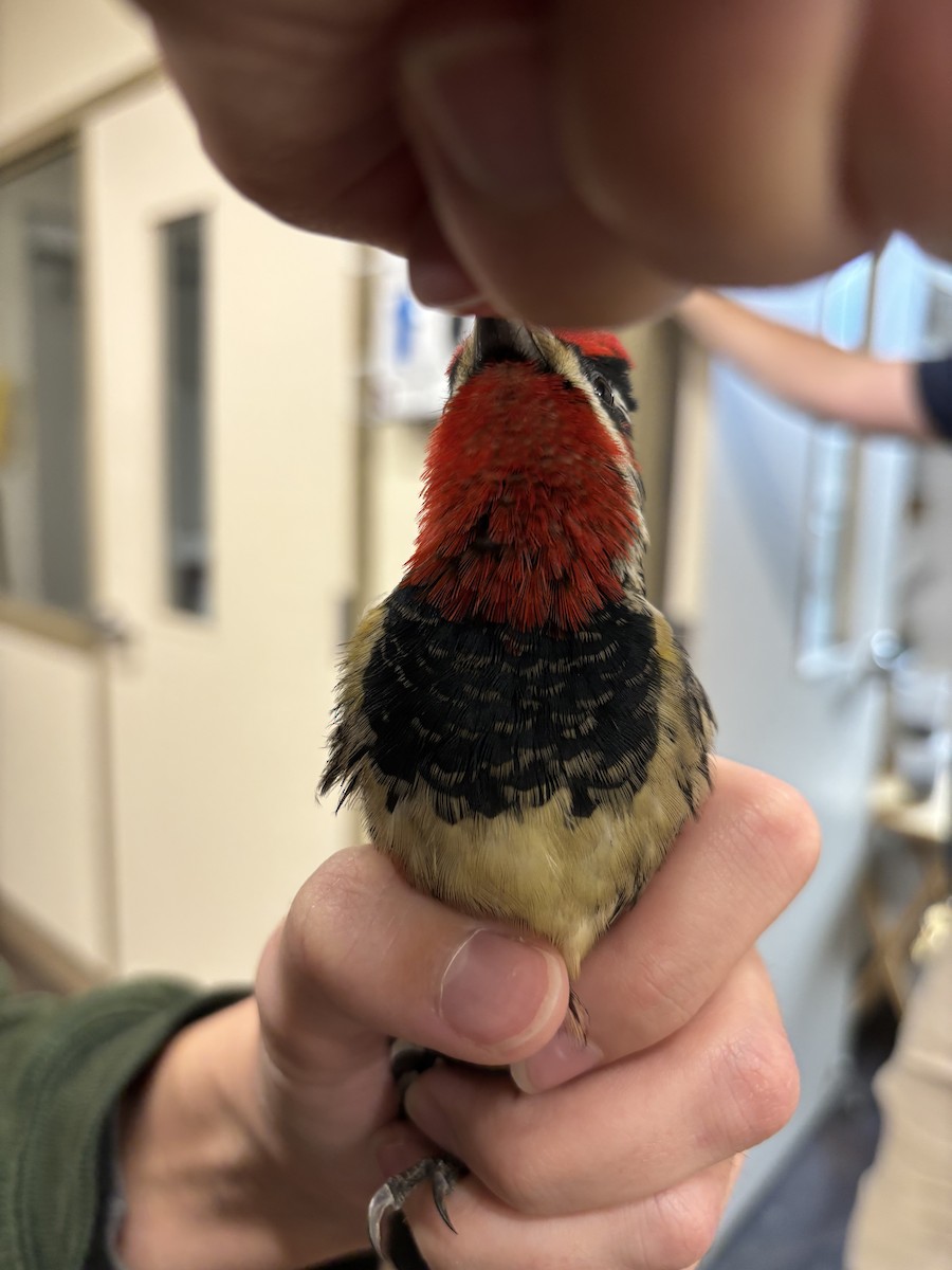 Red-naped Sapsucker - ML629093348