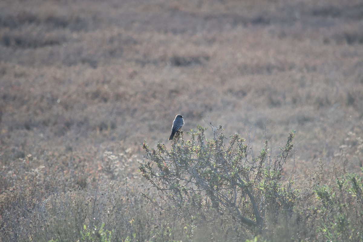 Say's Phoebe - ML629093351
