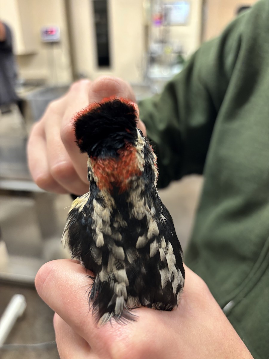 Red-naped Sapsucker - ML629093353