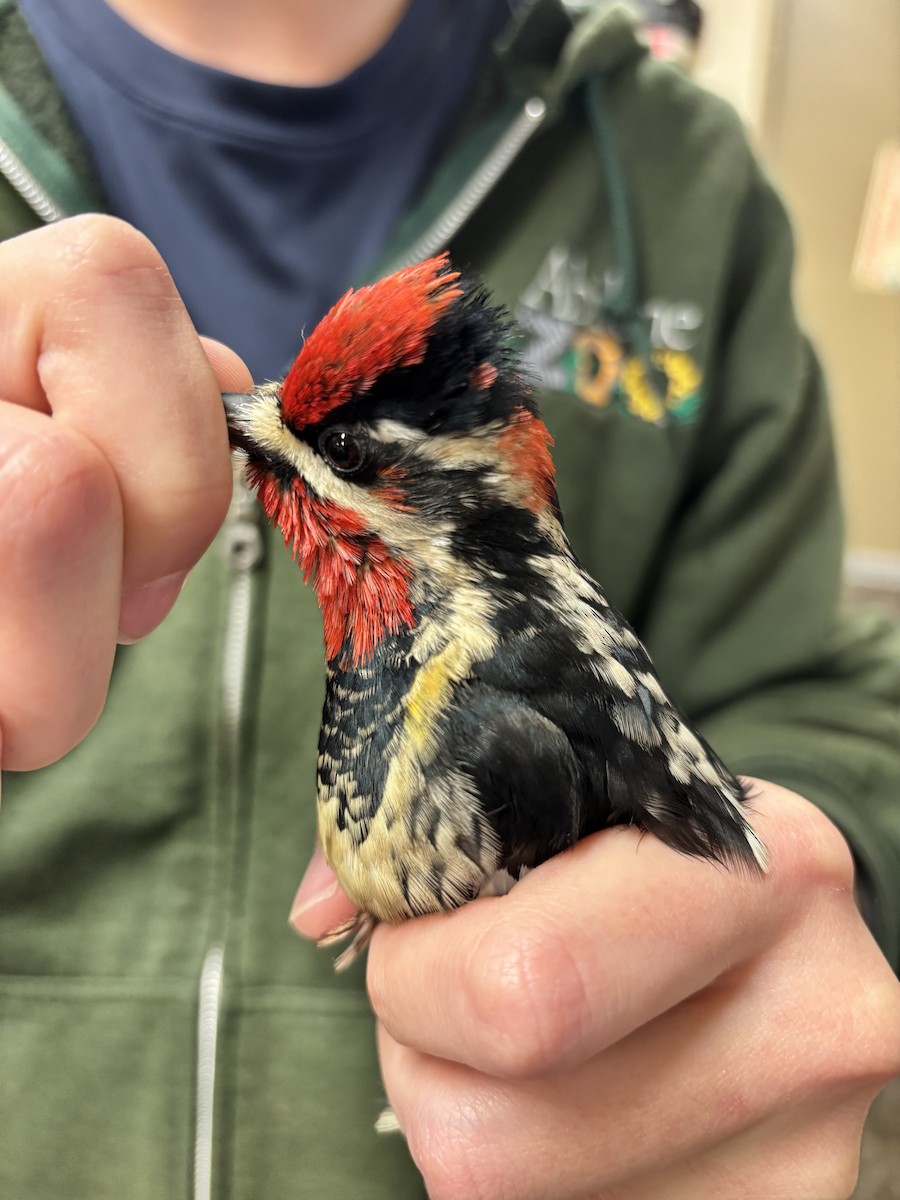 Red-naped Sapsucker - ML629093358