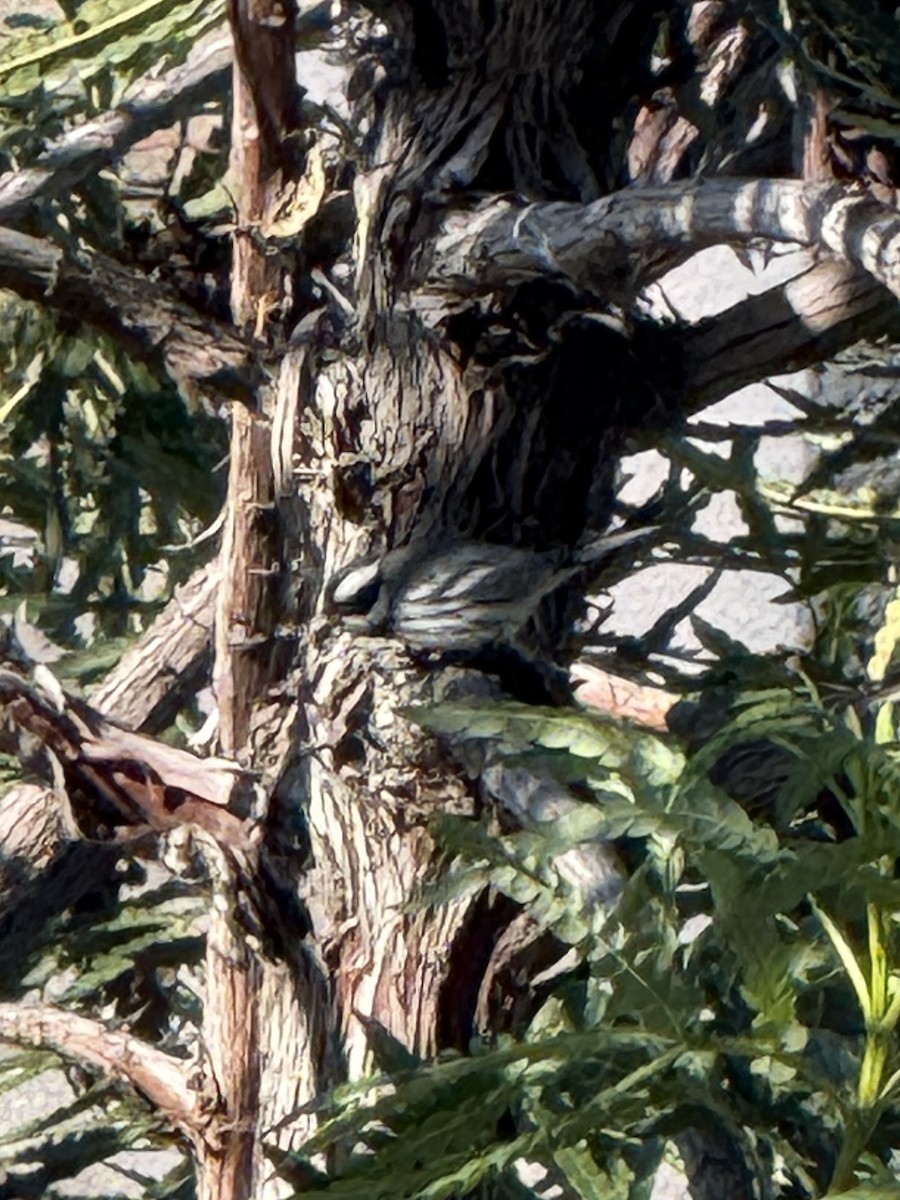 Black-throated Gray Warbler - ML629093392