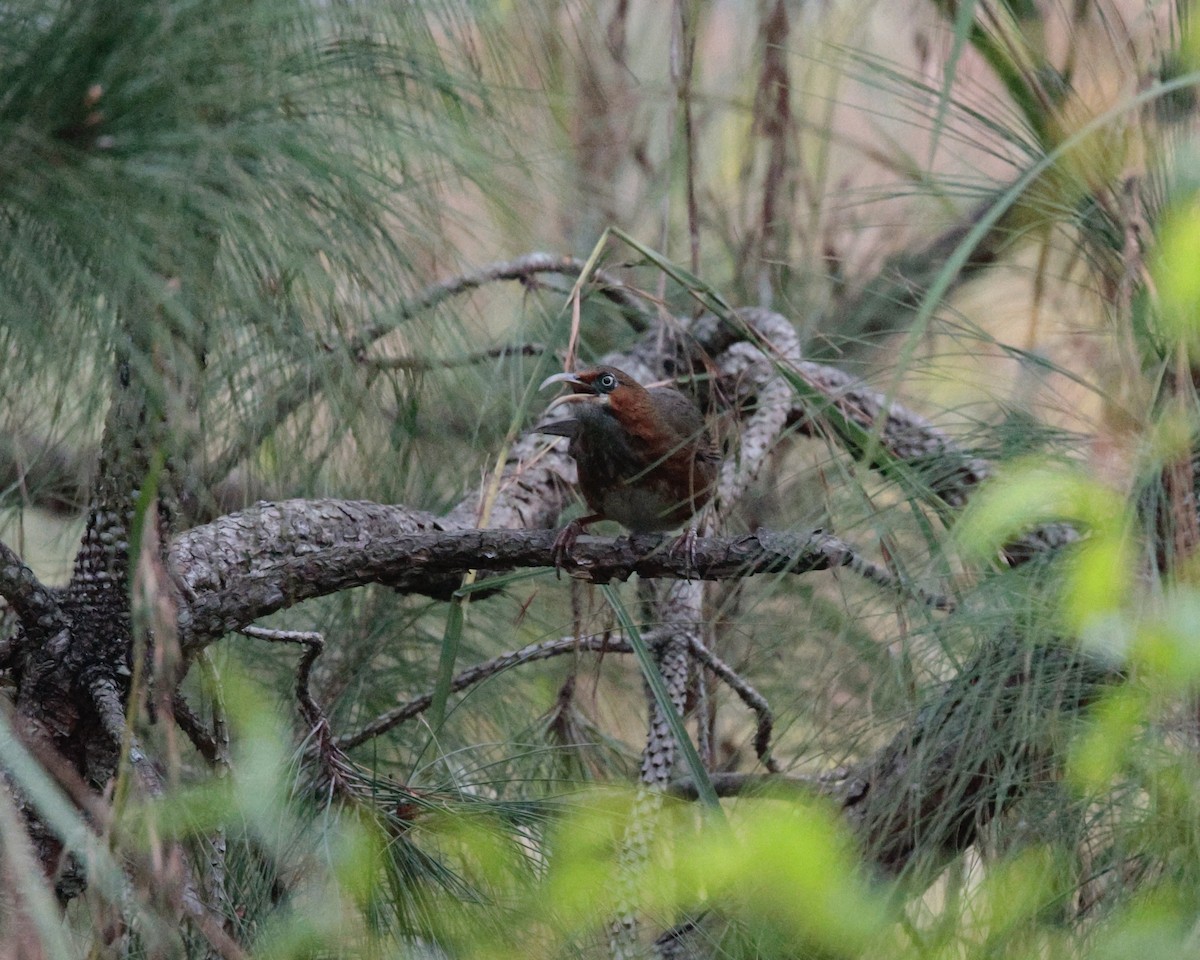 Rusty-cheeked Scimitar-Babbler - ML629093422