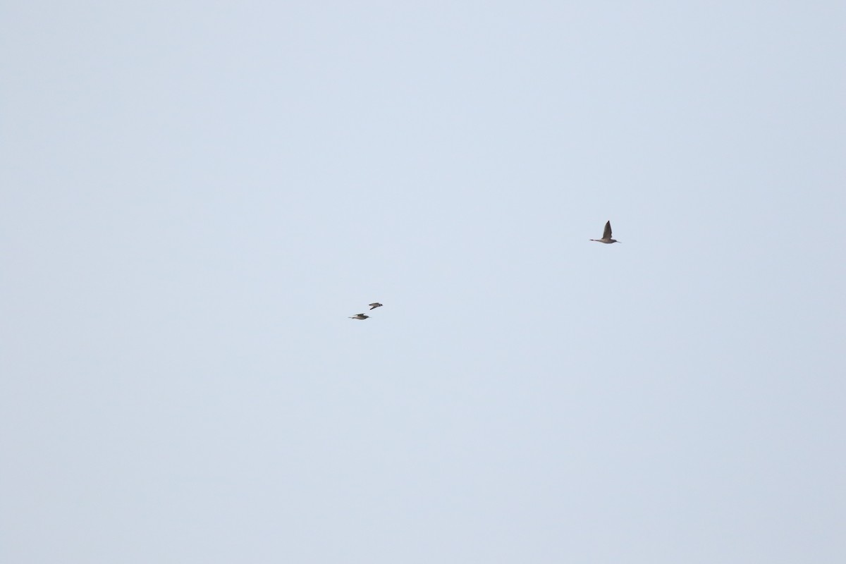 Semipalmated Plover - ML629093489