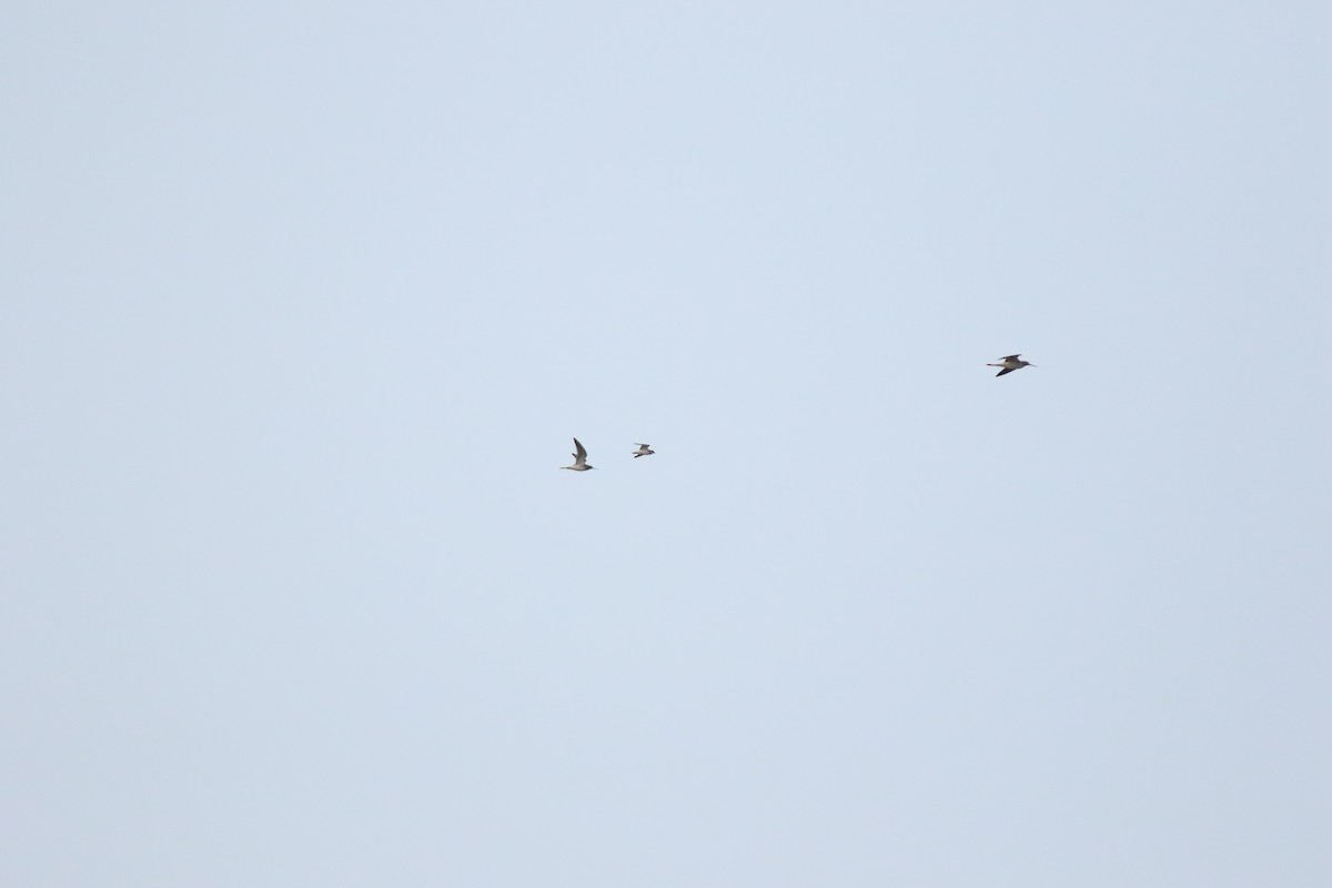 Semipalmated Plover - ML629093490