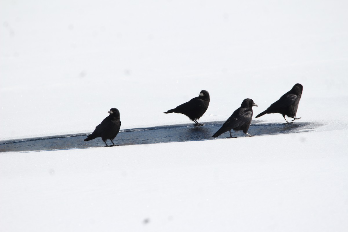 American Crow - ML629093519