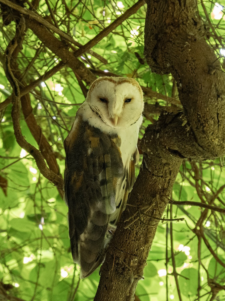 Western Barn Owl - ML629093572