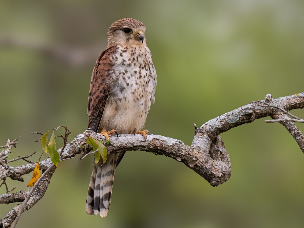 Malagasy Kestrel - ML629093584