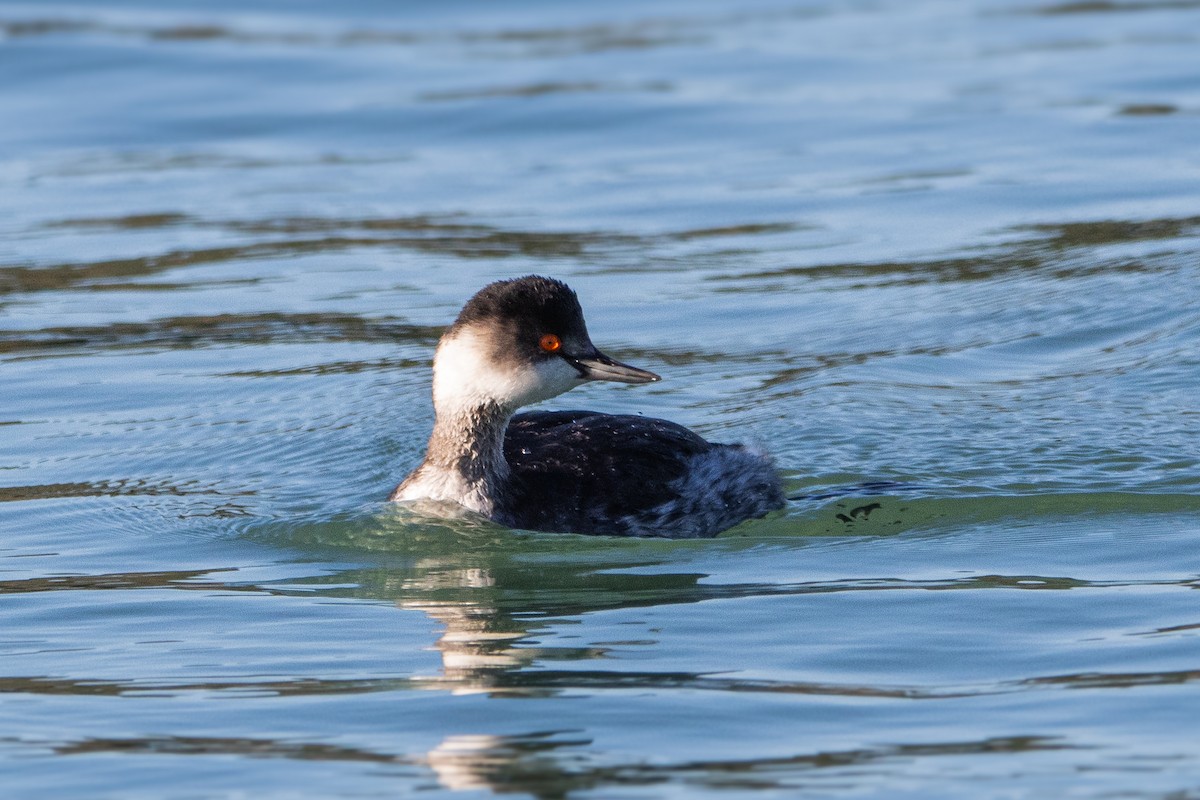 Eared Grebe - ML629093614