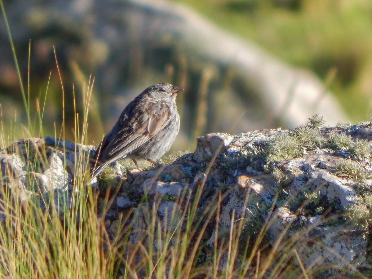 Ash-breasted Sierra Finch - ML629093628