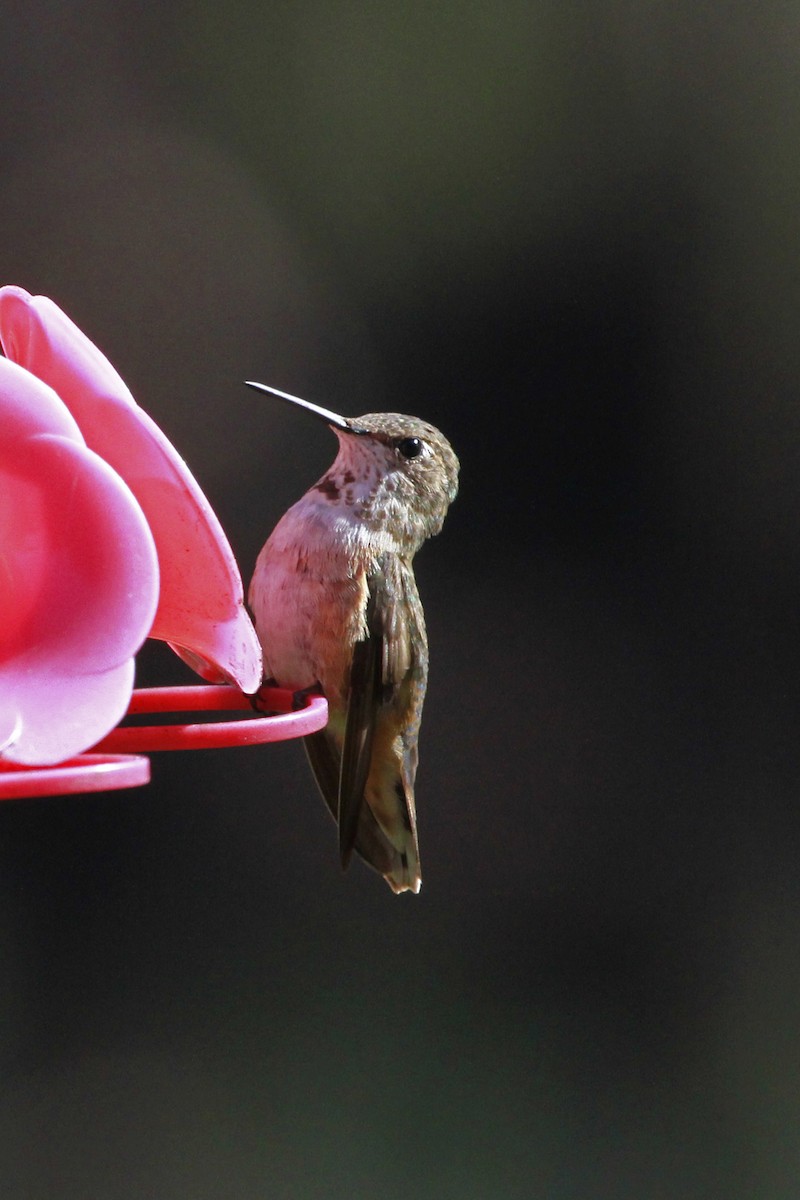 Rufous/Allen's Hummingbird - ML629093659