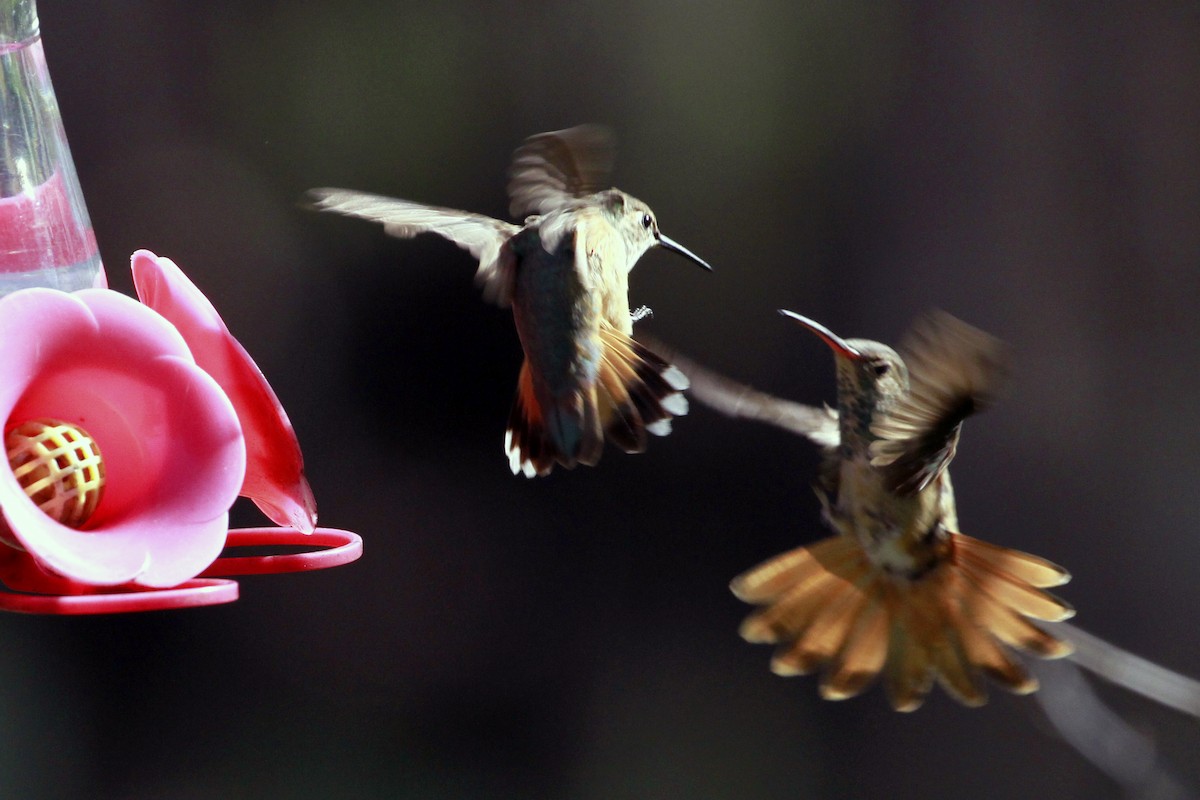 Rufous/Allen's Hummingbird - ML629093660