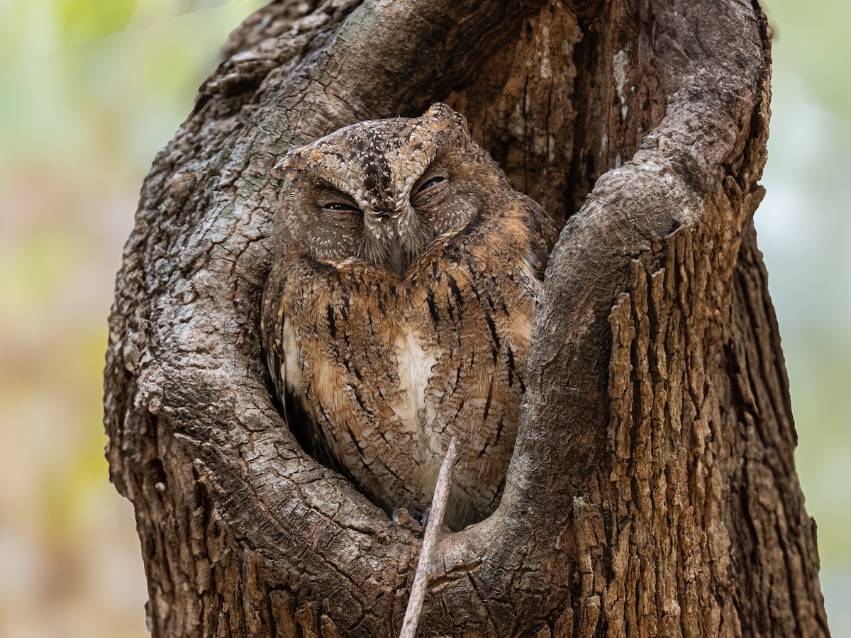 Madagascar Scops-Owl - ML629093673