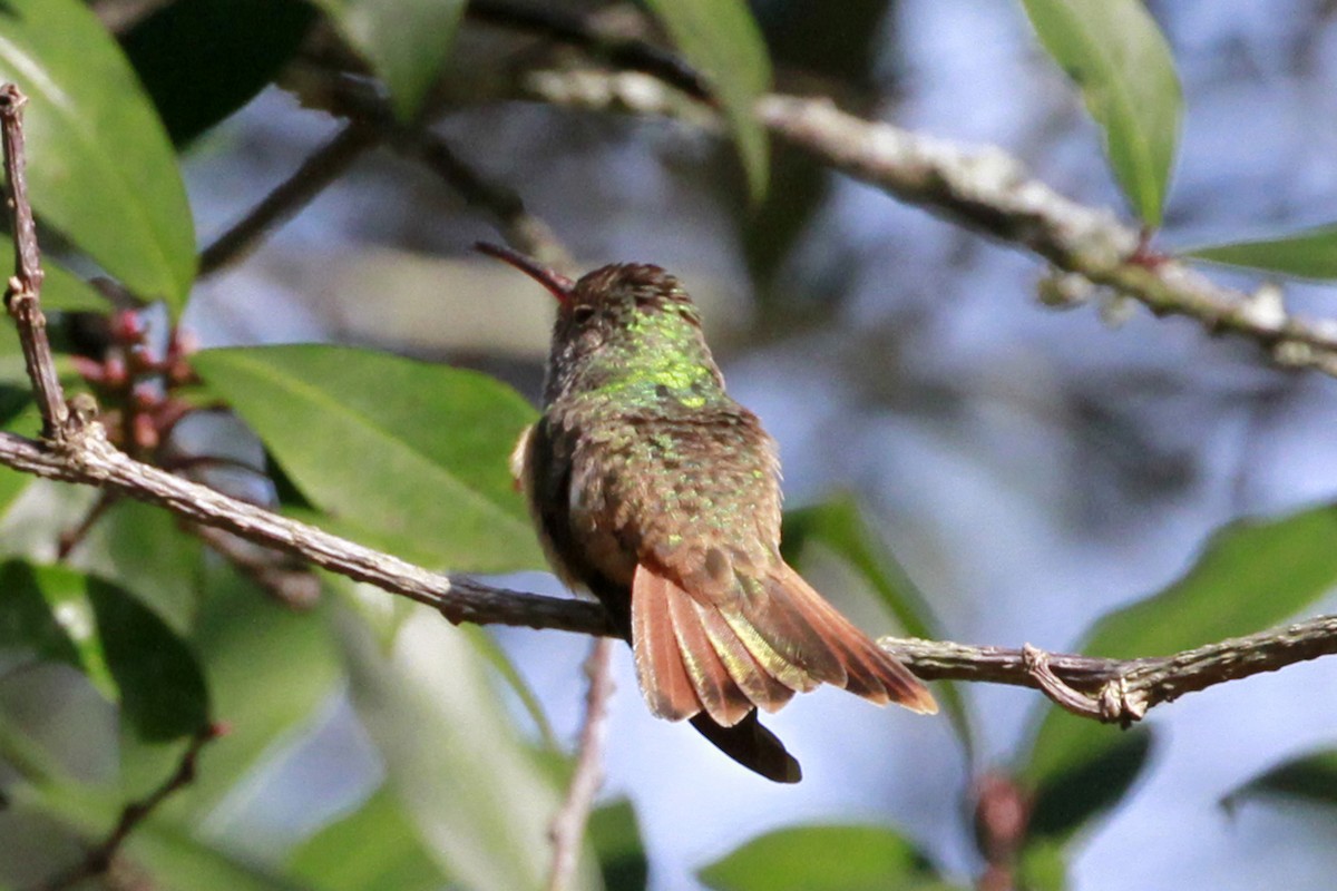 Buff-bellied Hummingbird - ML629093697