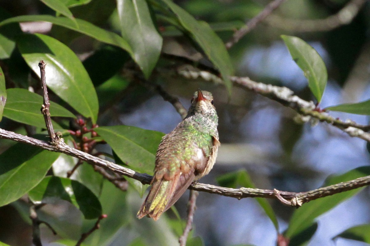 Buff-bellied Hummingbird - ML629093698