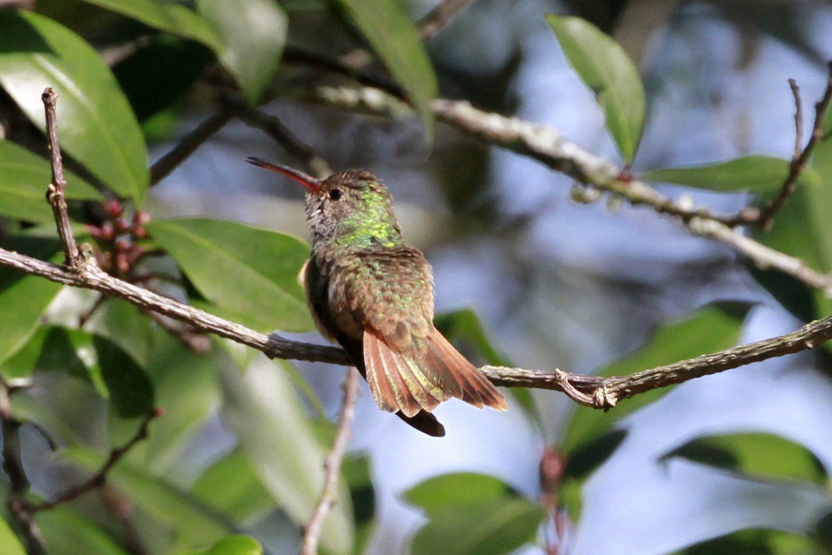 Buff-bellied Hummingbird - ML629093699