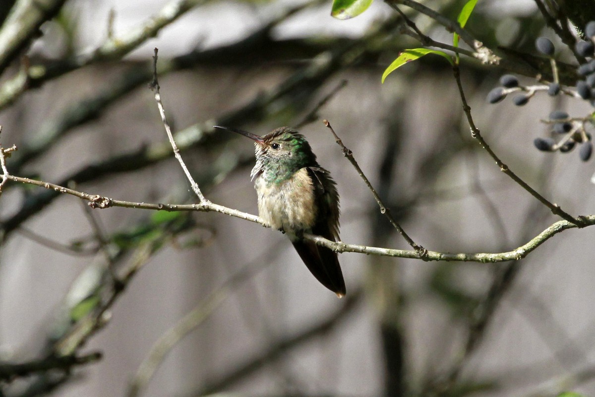 Buff-bellied Hummingbird - ML629093700
