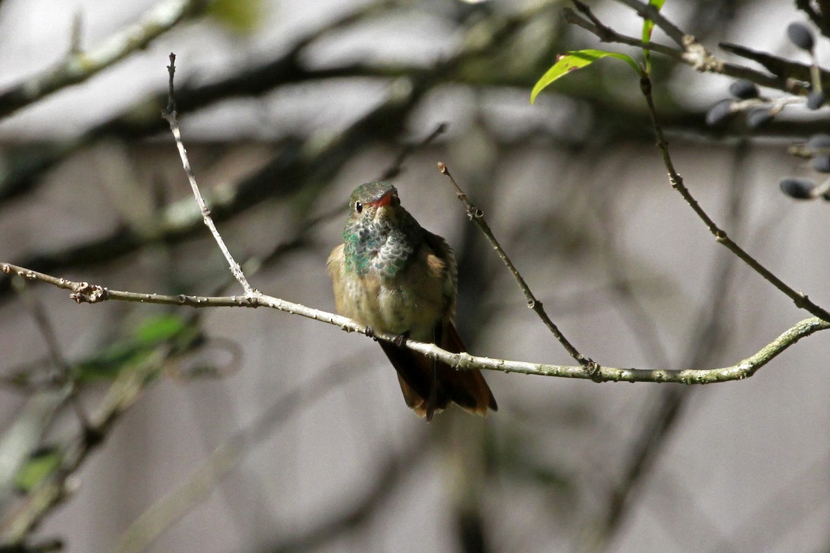 Buff-bellied Hummingbird - ML629093702