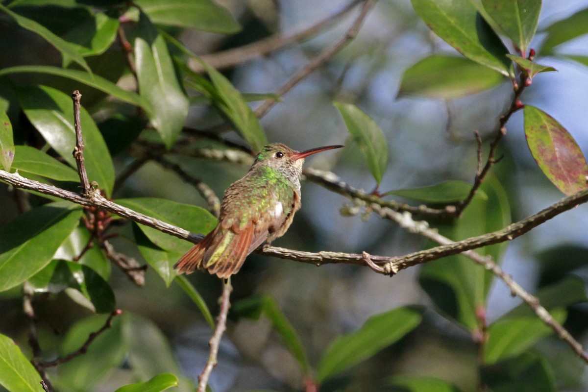 Buff-bellied Hummingbird - ML629093704