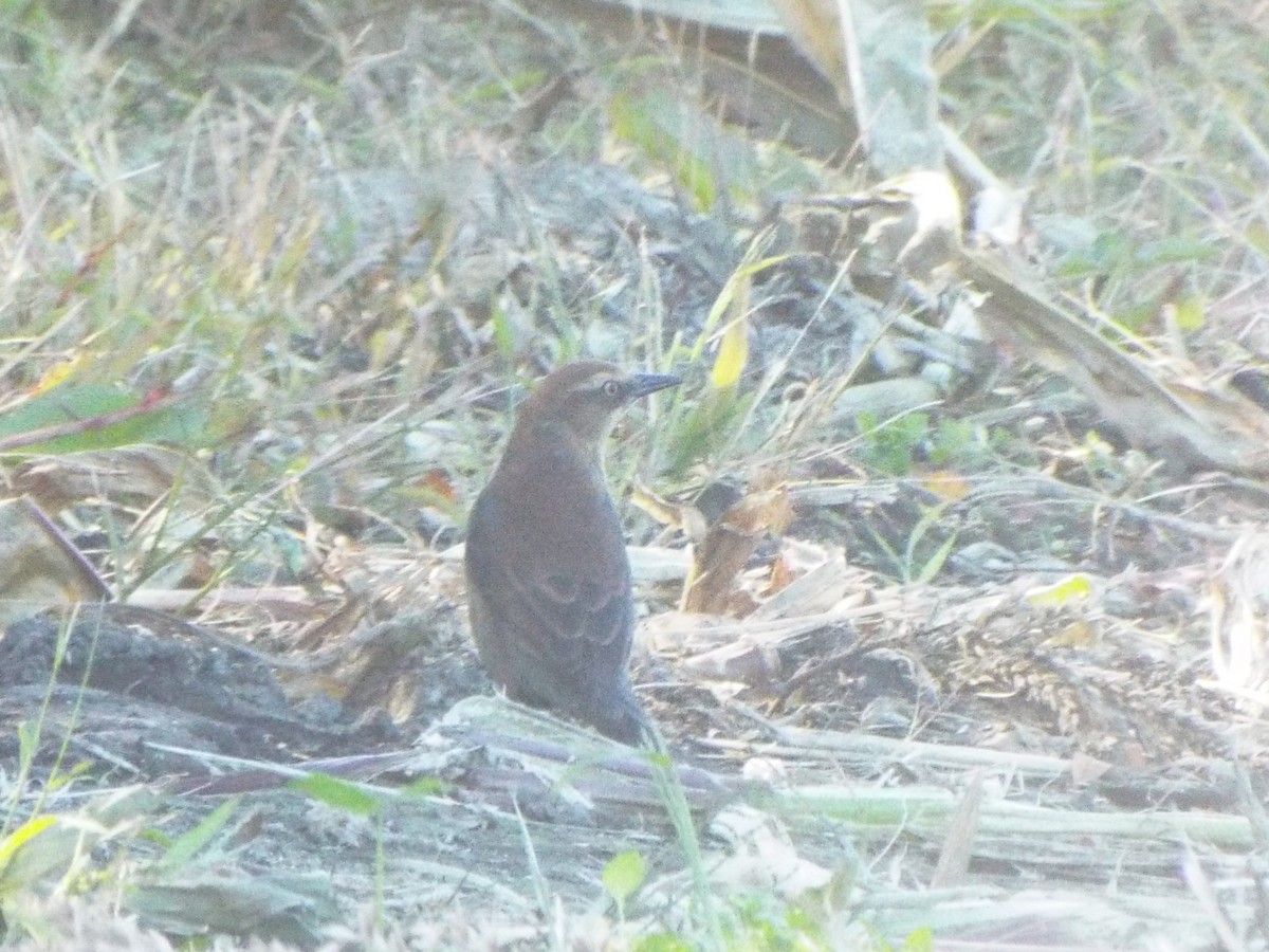 Rusty Blackbird - ML629093876