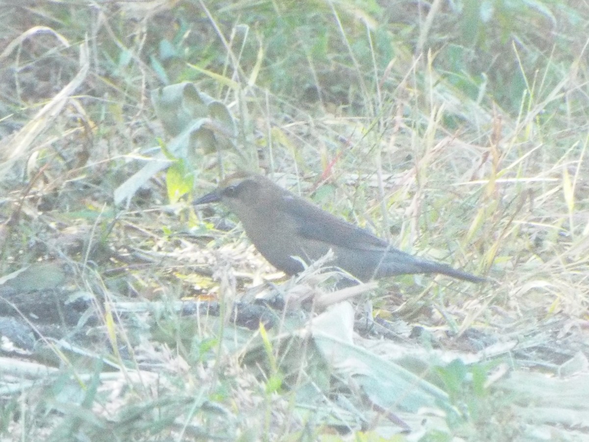 Rusty Blackbird - ML629093877