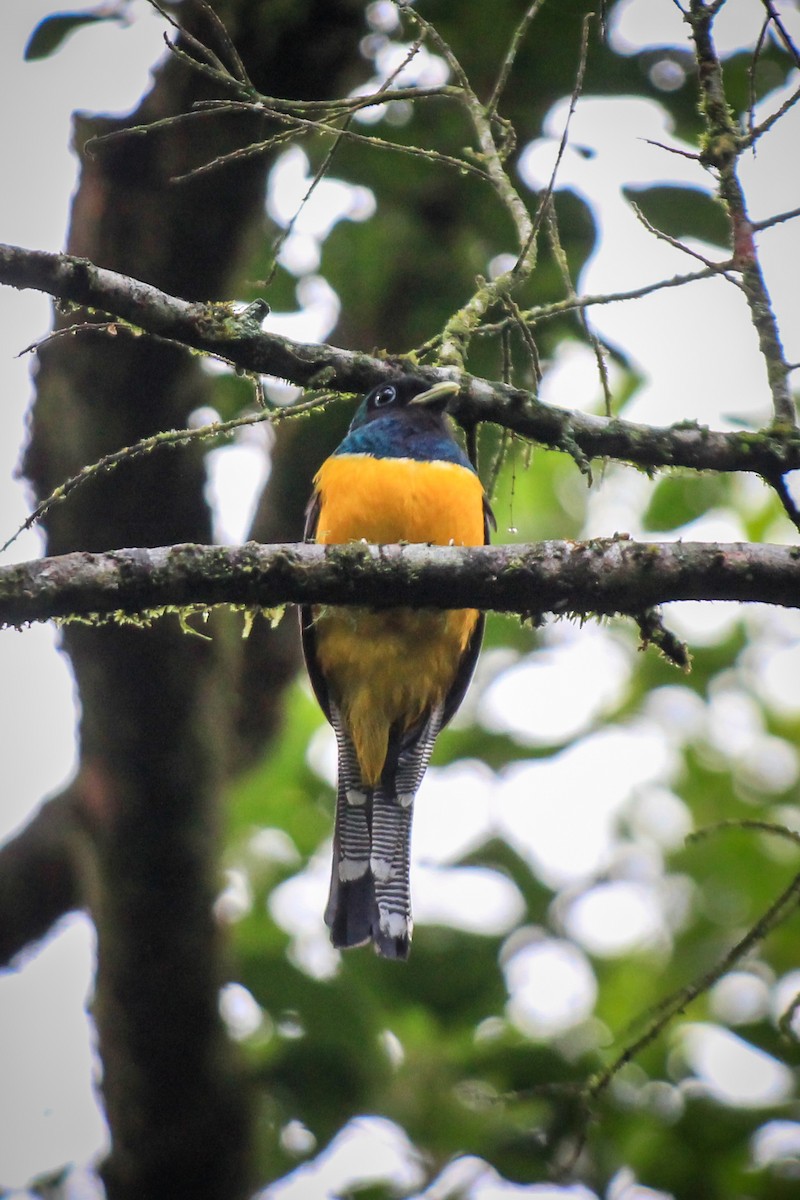 Atlantic Black-throated Trogon - ML629093896
