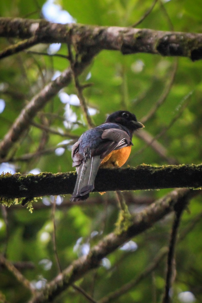 Atlantic Black-throated Trogon - ML629093897