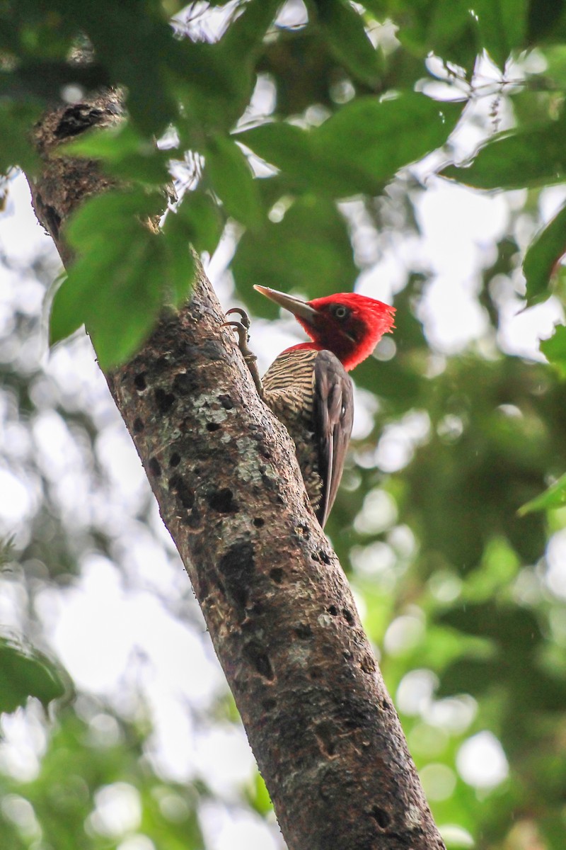 Robust Woodpecker - ML629093913