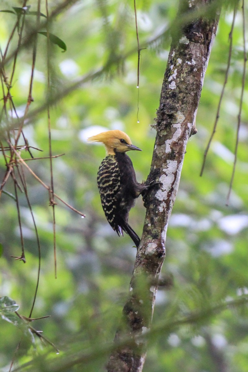 Blond-crested Woodpecker - ML629093919