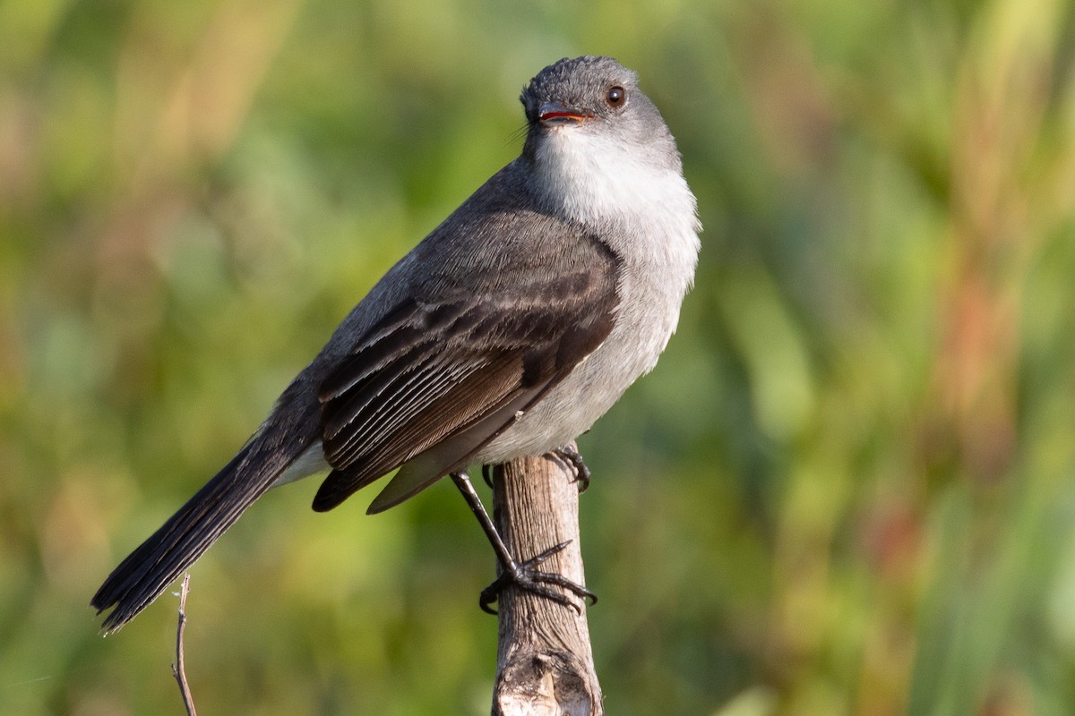 Sooty Tyrannulet - ML629093920