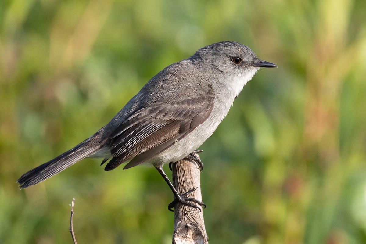 Sooty Tyrannulet - ML629093927